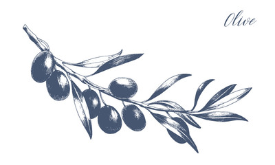 Tree branch with leaves and black olives. Hand drawn vector illustration. Greek food sketch.