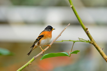 The outdoor fringillidae birds in the park