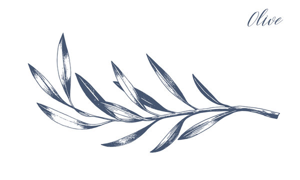 Hand drawn vector olive branch. White background. Isolated. Monochrome engraving technique.