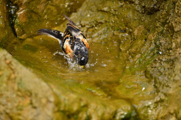 The outdoor fringillidae birds in the park