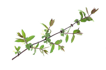 Honeysuckle tree branch isolated on a white background.