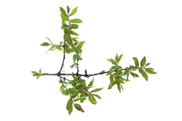 Honeysuckle tree branch isolated on a white background.