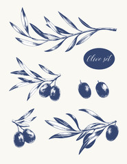 Set of tree branches with leaves and black olives. Hand drawn vector illustration. Greek food sketch.
