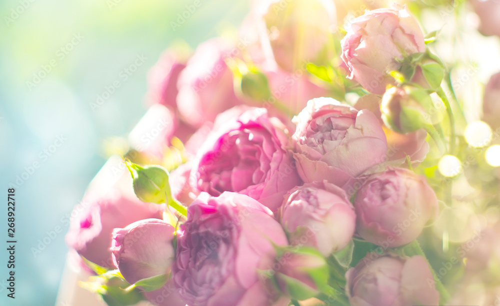 Poster Pink roses bouquet. Blooming rose flowers bunch in sun light, nature. Pastel colours