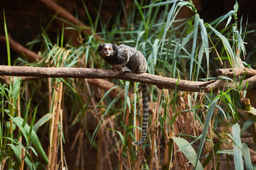 Naklejka na ściany i meble common marmoset (Callithrix jacchus) on a branch