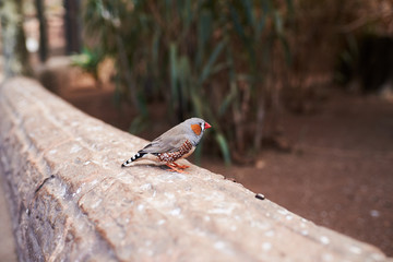 small bird (Zebra finch) from its right side on a natural environment