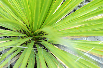 detail of agave plant flor de cucharilla