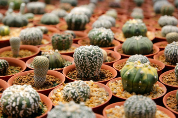 miniature cactus in flower shop