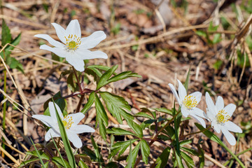 Earth Day seedlings. white blooming flowers in a wild forest. surrounding nature.