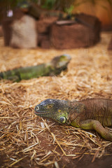 green iguanas (iguana iguana) laying on the ground