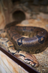 big anaconda behind a glass