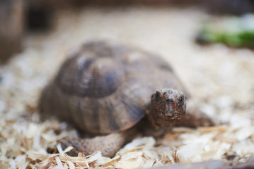 Portrait of a tortoise with the focus on the face