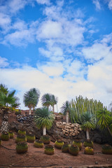 desertic landscape with palms and cactuses