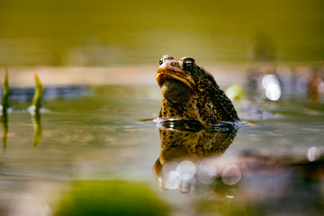 Wildlife Amphibians Malden Park Pond American Toad Eye Level