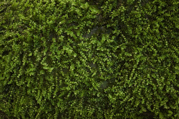 Fototapeta na wymiar Abstract green plants texture background, close-up, top view 