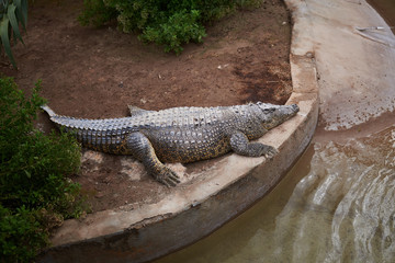 big crocodile in an artificial environment