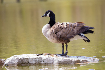 Wildlife Birds Canadian Canada Goose Standing Blue Pond Afternoon