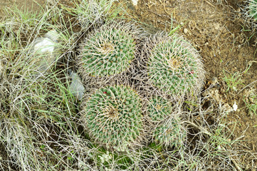 close up of wild succulent plant in the mount