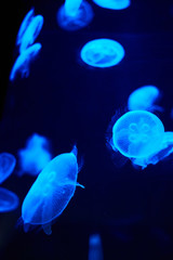 blue lighted jellyfish on a black background