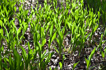 Young leaves of lily of the valley in backlight