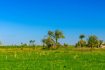 Bank of the Nile river in Luxor, Egypt