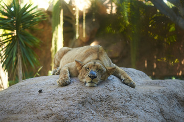 Naklejka premium Female lion sleeping on a rock