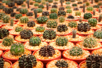 miniature cactus in flower shop as background