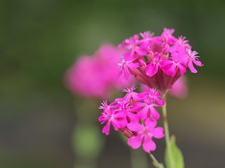 Fototapeta na wymiar スパニッシュフラメンコの花