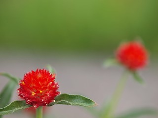 ストロベリーフィールドの花