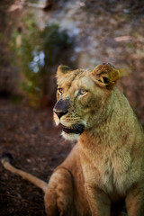 Portrait of a female lion