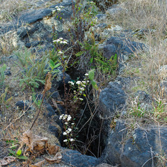 Native plants growing on volcanic rock at Cuicuilco Archaeological Site, Mexico City, Mexico.