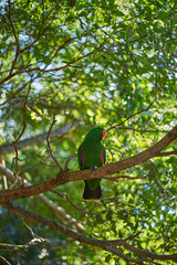 green parrot on a branch with leaves background