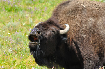Bison screaming