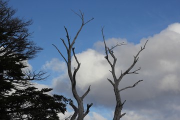 Tree and Sky