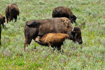 Fototapeta premium Bison mother and calf