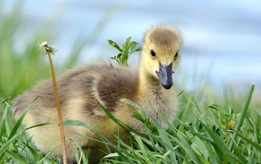 Newborn baby gosling with muddy face in grass by side of lake