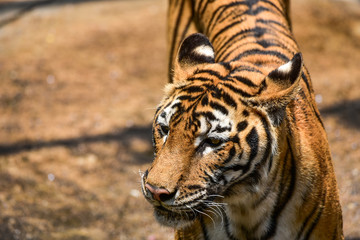 Tiger Panthera tigris is the largest species among the Felidae and classified in the genus...
