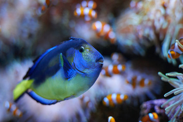 Paracanthurus hepatus swimming with some clown fish