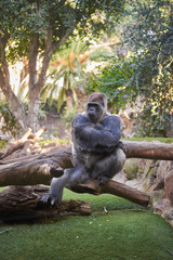 Gorilla sitting on a fallen tree