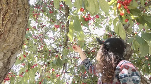 Hispanic woman harvesting ripe cherries on nature. 4k