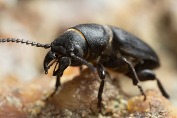 Macro photo of the longhorn beetle Spondylis buprestoides 