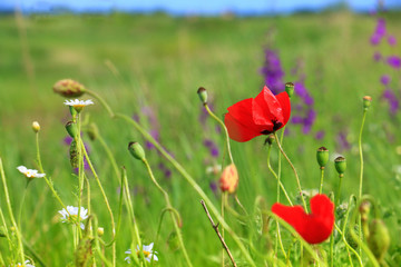 Naklejka premium red poppy and wild flowers