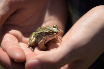 Small Brown Frog Close Up