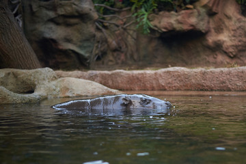 Pigmy hippo swimming (Choeropsis liberiensis)