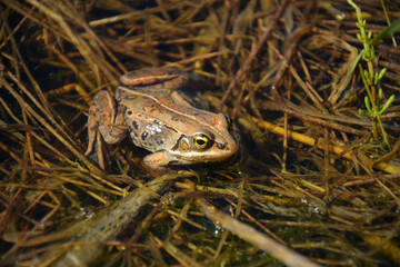 Small Brown Frog Close Up
