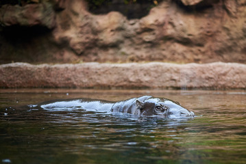 Fototapeta premium Pigmy hippo swimming (Choeropsis liberiensis)
