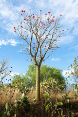 An erythrina tree growing on volcanic rock at Cuicuilco Archaeological Site, Mexico City, Mexico.