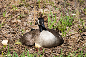A female Canada goose in her nest hatching eggs with her goslings under her wing. A female goose with her goslings. Mother goose incubating eggs.