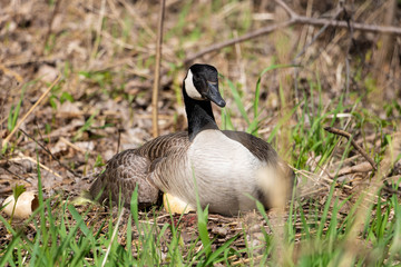 A female Canada goose in her nest hatching eggs with her goslings under her wing. A female goose with her goslings. Mother goose incubating eggs.