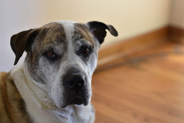 portrait of a dog